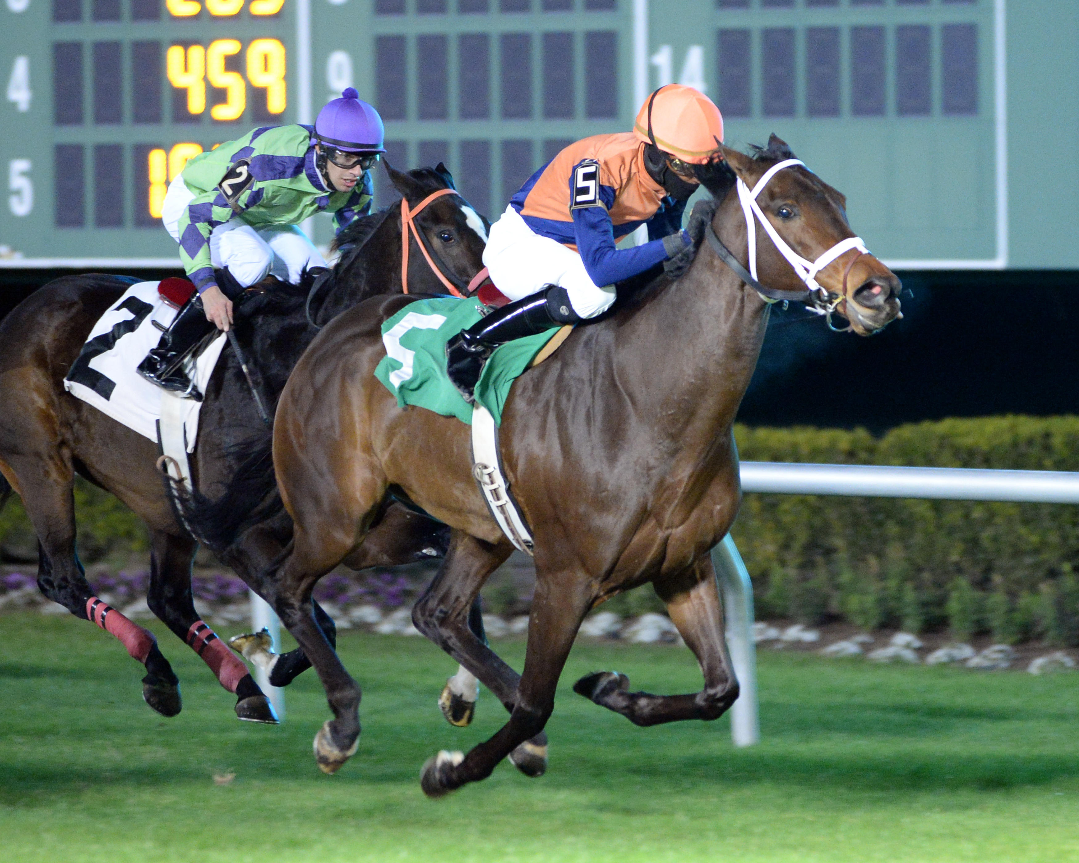 Seneca Destiny - San Jacinto Turf Stakes - 01-22-16 - R09 - HOU - Finish 2