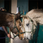 Over $600,000 Raised To Help Victims Of San Luis Rey Downs Training Center